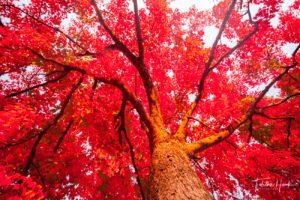 Mount Olivet Red Maple Tree